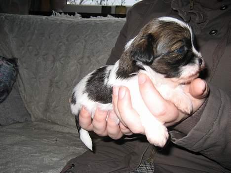 Lhasa apso Deva - Her er jeg så 3 uger gammel, jeg er blevet stor ikke?? billede 4