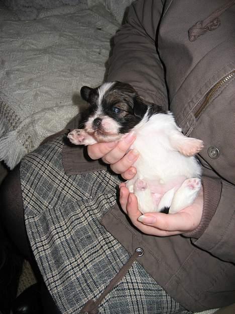 Lhasa apso Deva - Jeg ligner ikke en der er helt tryk ved situationen vel? billede 5