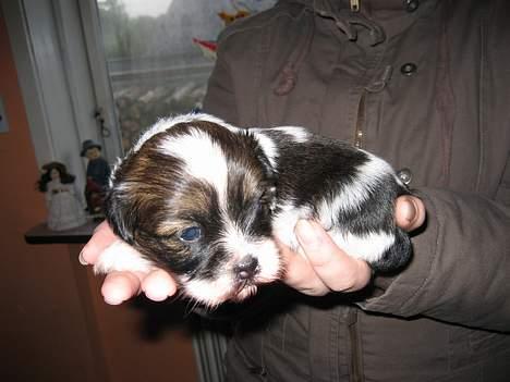 Lhasa apso Deva - Ja, jeg skulle jo hives op fra min søskende billede 6