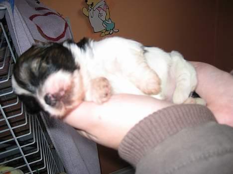 Lhasa apso Deva - Her er jeg så 2 uger gammel billede 7