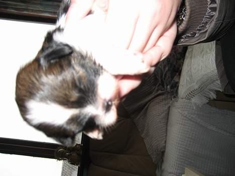 Lhasa apso Deva - 2 uger gammel, har næsten lige fået øjne, kan man godt nok ikke se billede 8