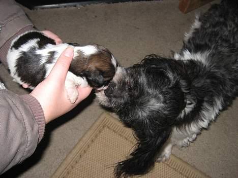 Lhasa apso Deva - Far mysser mig, far er bare så glade for os allesammen billede 9