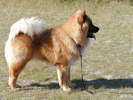 Eurasier Nemo (Beebob) R.I.P. - Jeg KAN godt stå op!!! billede 2