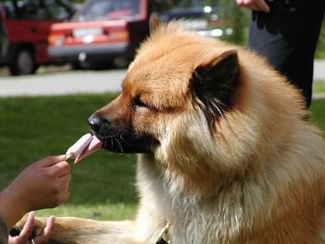 Eurasier Nemo (Beebob) R.I.P. - Uhmmm.... jordbæris nam nam billede 3