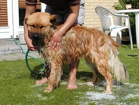Eurasier Nemo (Beebob) R.I.P. - Godt det ikke er noget der sker hvert år :-S billede 9