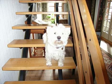 West highland white terrier Bølle R.I.P :( - hehe.. du kommer ikke op ad trappen...  billede 9