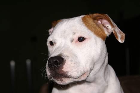 Staffordshire bull terrier Loke billede 18