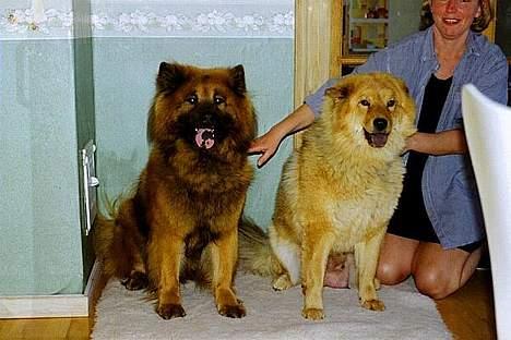 Eurasier Nemo (Beebob) R.I.P. - Far og mor. billede 10