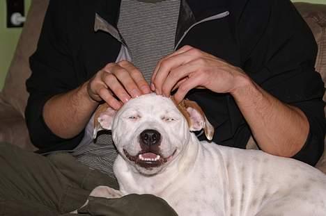 Staffordshire bull terrier Loke - aaahhhh! billede 19