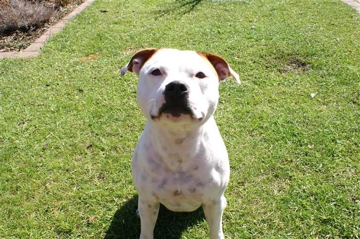 Staffordshire bull terrier Loke - 9/5-08 billede 20
