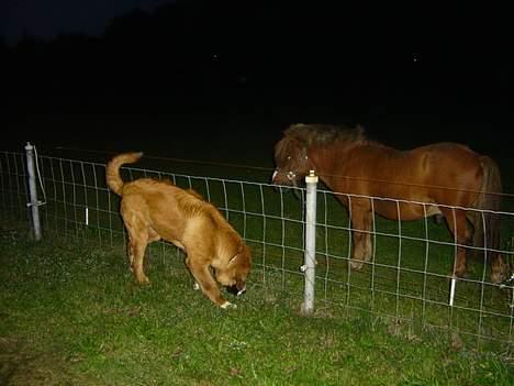 Newfoundlænder Bamse - Det er så min legekammerat. En pony. billede 14