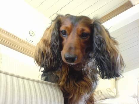 Gravhund Lucky billede 4