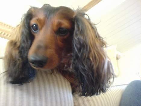 Gravhund Lucky billede 5