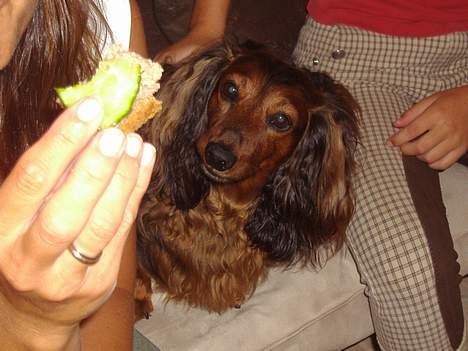 Gravhund Lucky billede 6