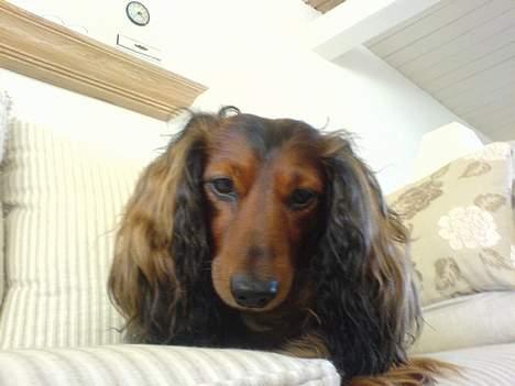 Gravhund Lucky billede 7