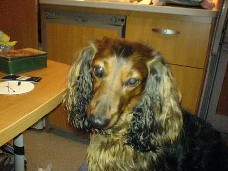 Gravhund Lucky billede 8