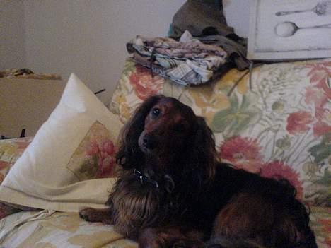 Gravhund Lucky billede 9