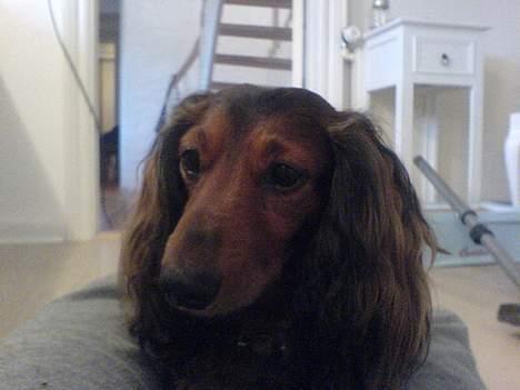 Gravhund Lucky billede 10