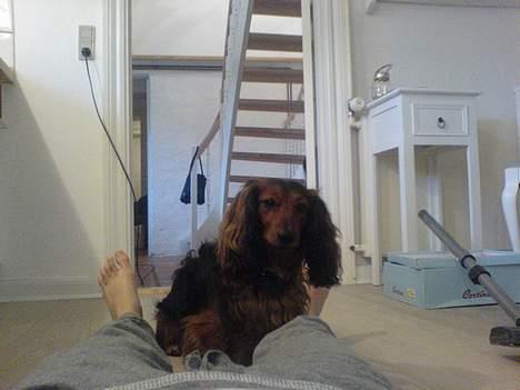 Gravhund Lucky billede 11