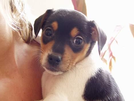 Dansk svensk gaardhund Thor - Thors første dag hjemme ved mor og far billede 1