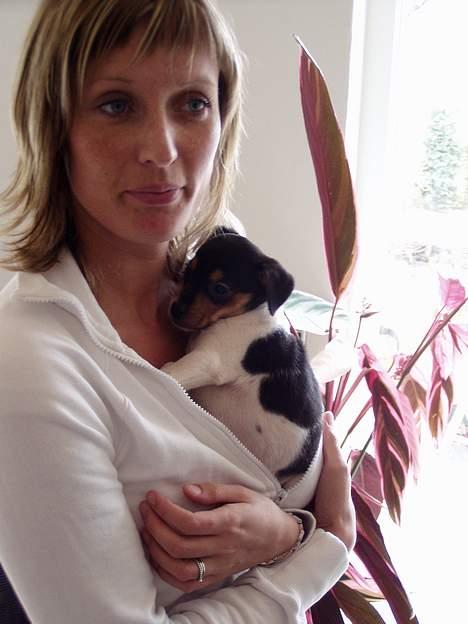 Dansk svensk gaardhund Thor - Er lidt utryg første dag, så vil gemmes under mors trøje billede 2