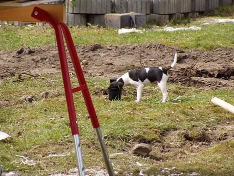 Dansk svensk gaardhund Thor - Mon jeg kan gemme mig i den her??? billede 3