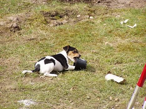 Dansk svensk gaardhund Thor - Hvis jeg ikke kan gemme mig i den, kan jeg da bare bide den i stykker... billede 5