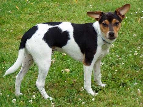 Dansk svensk gaardhund Thor - Sådan ser jeg ud nu.. Er jeg ikke dejlig??? billede 7