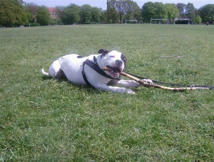 Amerikansk staffordshire terrier chica - dejlig pind Ggrrr billede 9