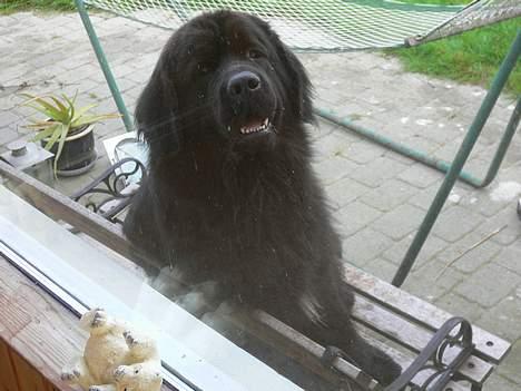 Newfoundlænder Clair - Men sidder rigtig godt her billede 9