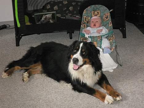 Berner sennenhund Aya*RIP* - Jeg skal nok se efter ham billede 11