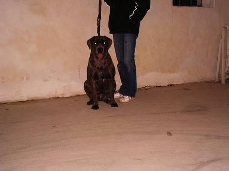 Cane corso Campo Di Cavello Sama billede 20