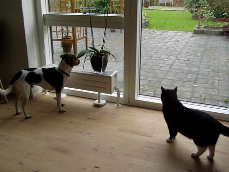 Dansk svensk gaardhund Thor - Her er jeg med min bror Basse billede 8