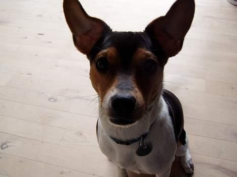 Dansk svensk gaardhund Thor - Var der nogen der sagde noget til mig?? billede 9