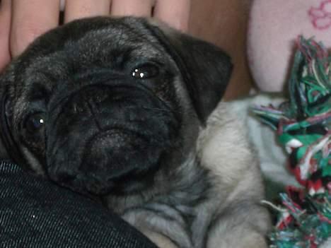 Mops Mester billede 7