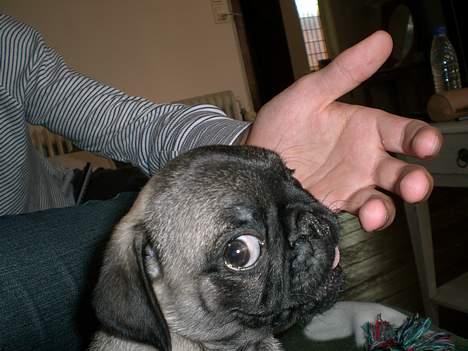 Mops Mester billede 8