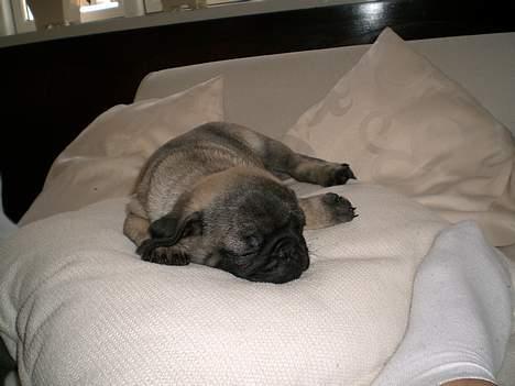 Mops Mester billede 10