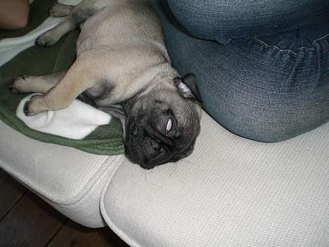 Mops Mester billede 11