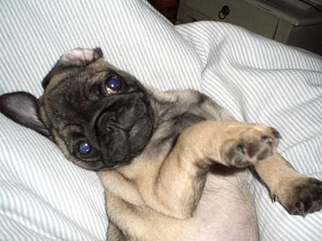 Mops Mester billede 13