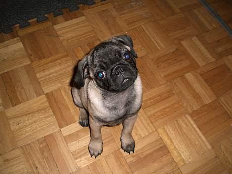 Mops Mester billede 14