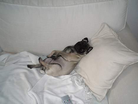 Mops Mester billede 15