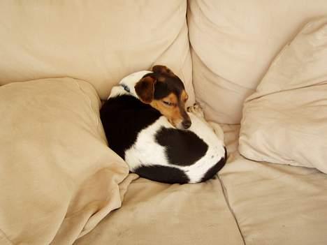 Dansk svensk gaardhund Thor - Ups, mor har opdaget jeg ligger i sofaen.. Ved jo godt det er forbudt!!! billede 10