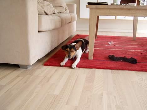 Dansk svensk gaardhund Thor - Så må jeg bare ligge på gulvet, dumme mor billede 11