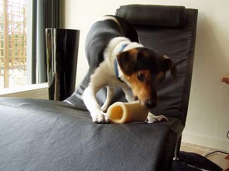 Dansk svensk gaardhund Thor - Denne stol må jeg heldigvis godt ligge i.... og lege i.... billede 12