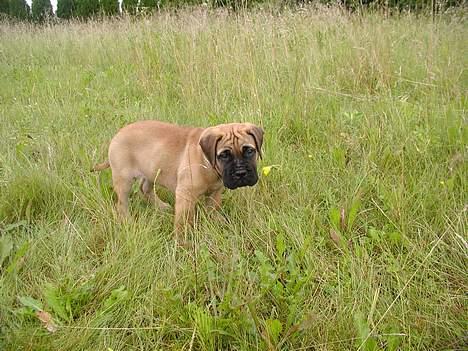 Bullmastiff Maggie - Maggie på opdagelse i marken billede 1