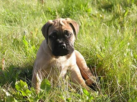 Bullmastiff Maggie - men man har brug for et hvil billede 2