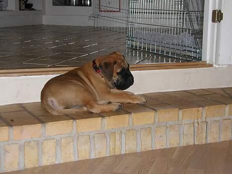 Bullmastiff Maggie billede 4