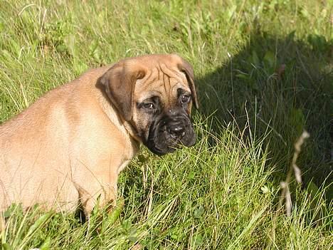 Bullmastiff Maggie billede 5