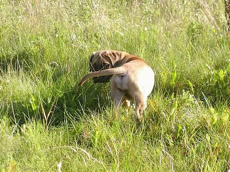 Bullmastiff Maggie billede 6