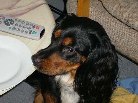 Blanding af racer Bailey billede 2